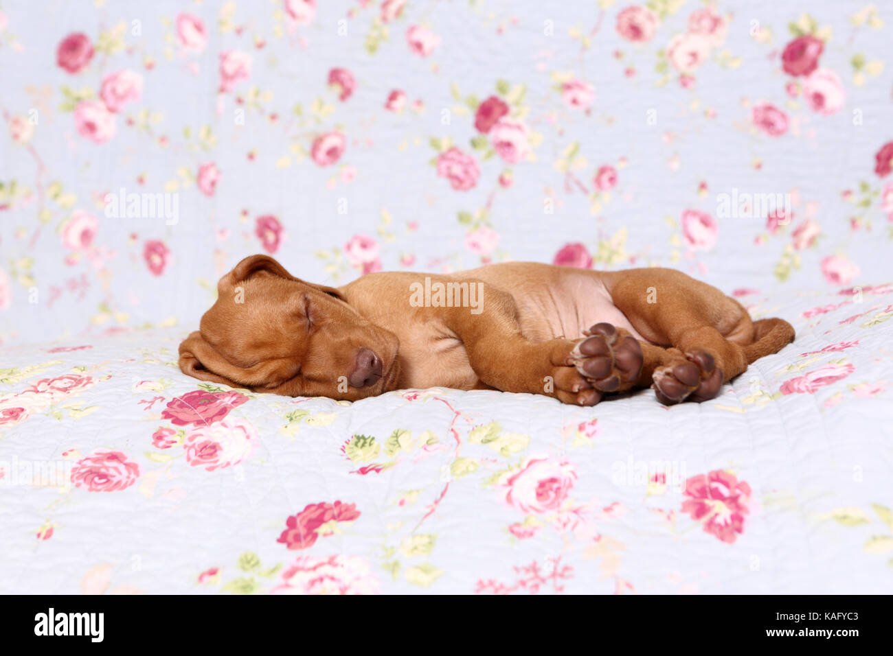 Vizsla devint. Puppy (6 semaines) de dormir sur une couverture bleue avec fleur rose imprimer. Allemagne Banque D'Images