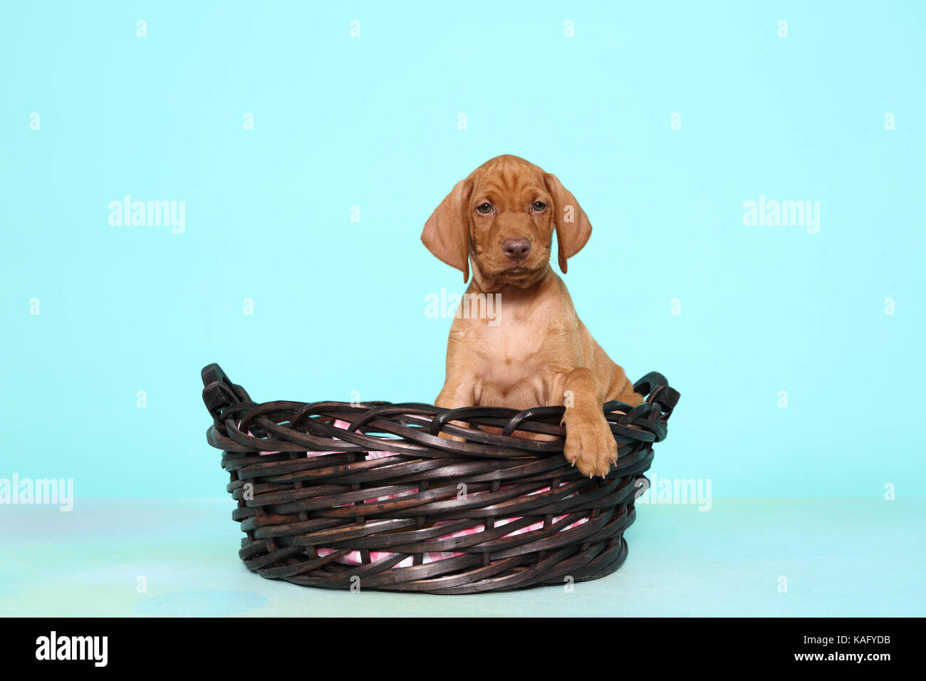 Vizsla devint. Puppy (6 semaines) assis dans un panier. Studio photo, vu contre un fond bleu clair. Allemagne Banque D'Images