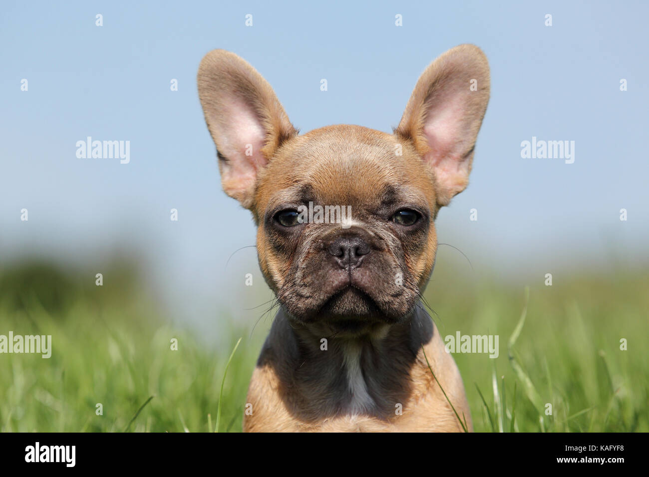 Bouledogue français. Puppy (6 semaines) debout dans l'herbe, portrait. Allemagne Banque D'Images