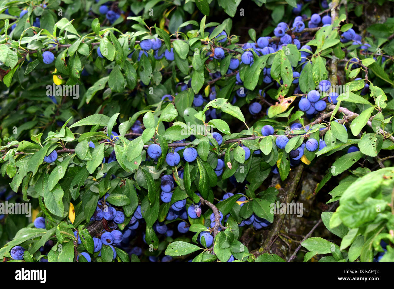 Prunellier, prunelle (Prunus spinosa) twig avec baies mûres Banque D'Images