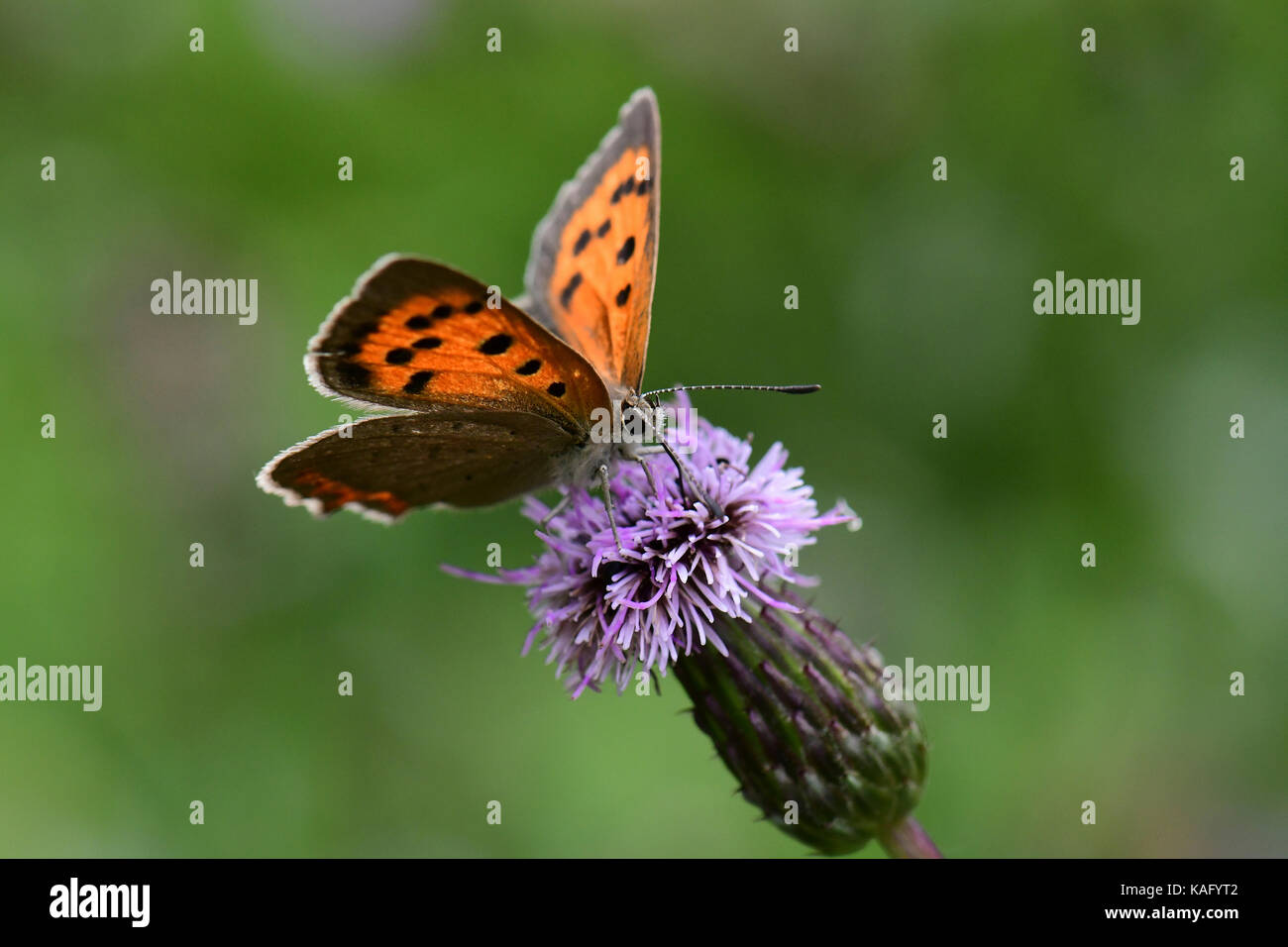 Petit papillon Lycaena phlaeas (cuivre) sur fleur thisle Banque D'Images