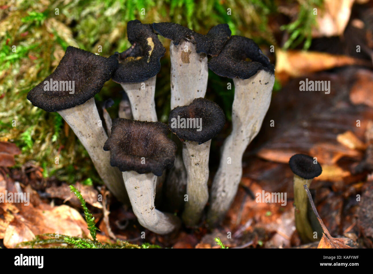 Horn of Plenty (Craterellus cornucopioides), des organes de fructification sur le sol forestier. Banque D'Images