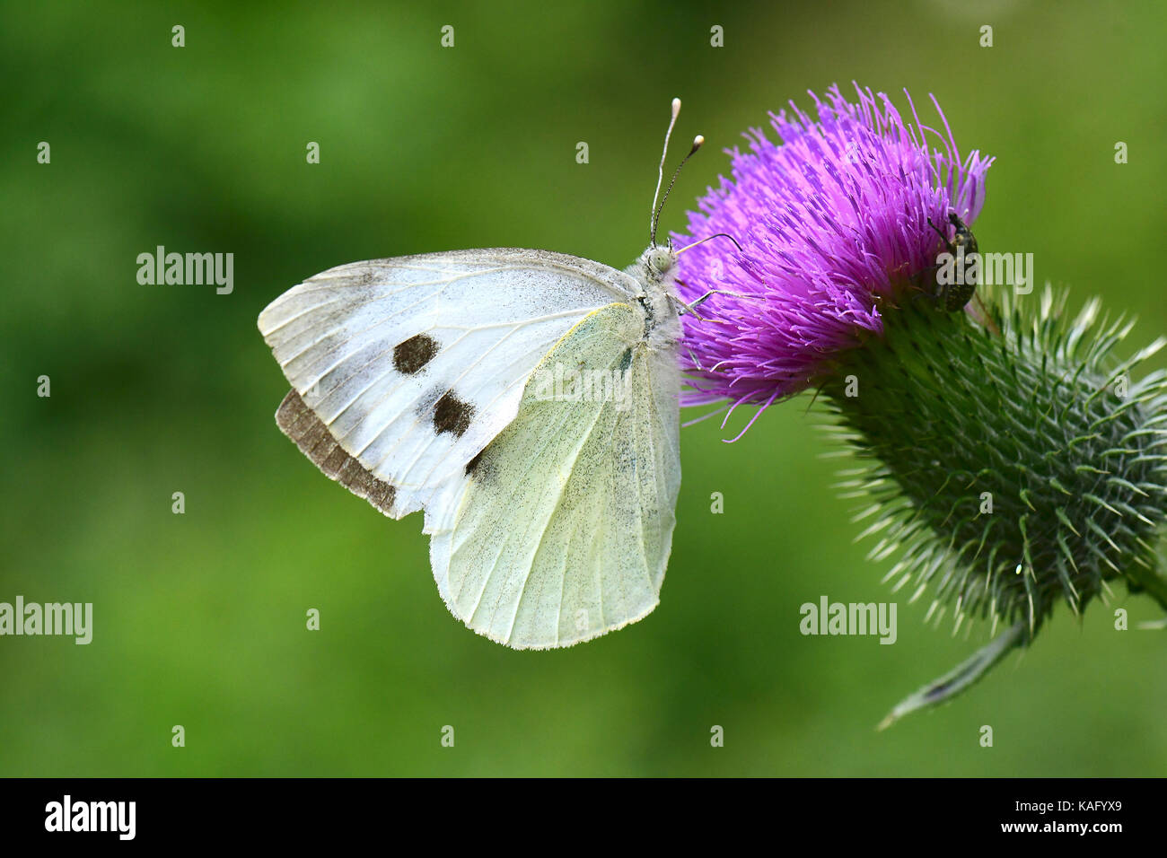 Large White (Pieris rapae), sucer le nectar des plantes à fleurs Cirsium sp.). Banque D'Images