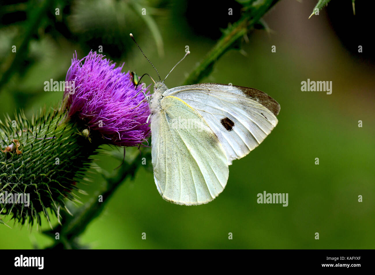 Large White (Pieris rapae), sucer le nectar des plantes à fleurs Cirsium sp.). Banque D'Images