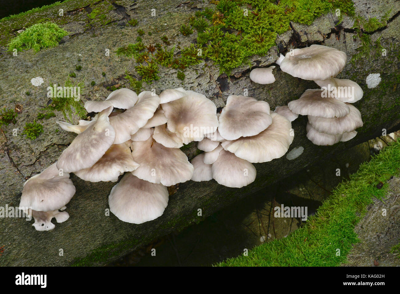 Pleurote (Pleurotus ostreatus). Des organes de fructification sur tronc de hêtre Banque D'Images