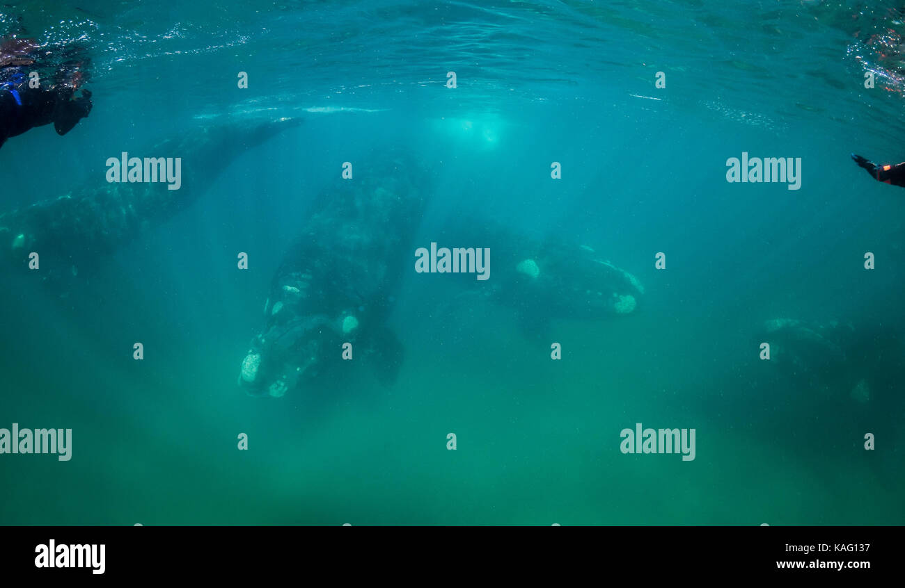 Quatre baleines australes natation en eau peu profonde, la Péninsule de Valdès, Patagonie, Argentine. Banque D'Images