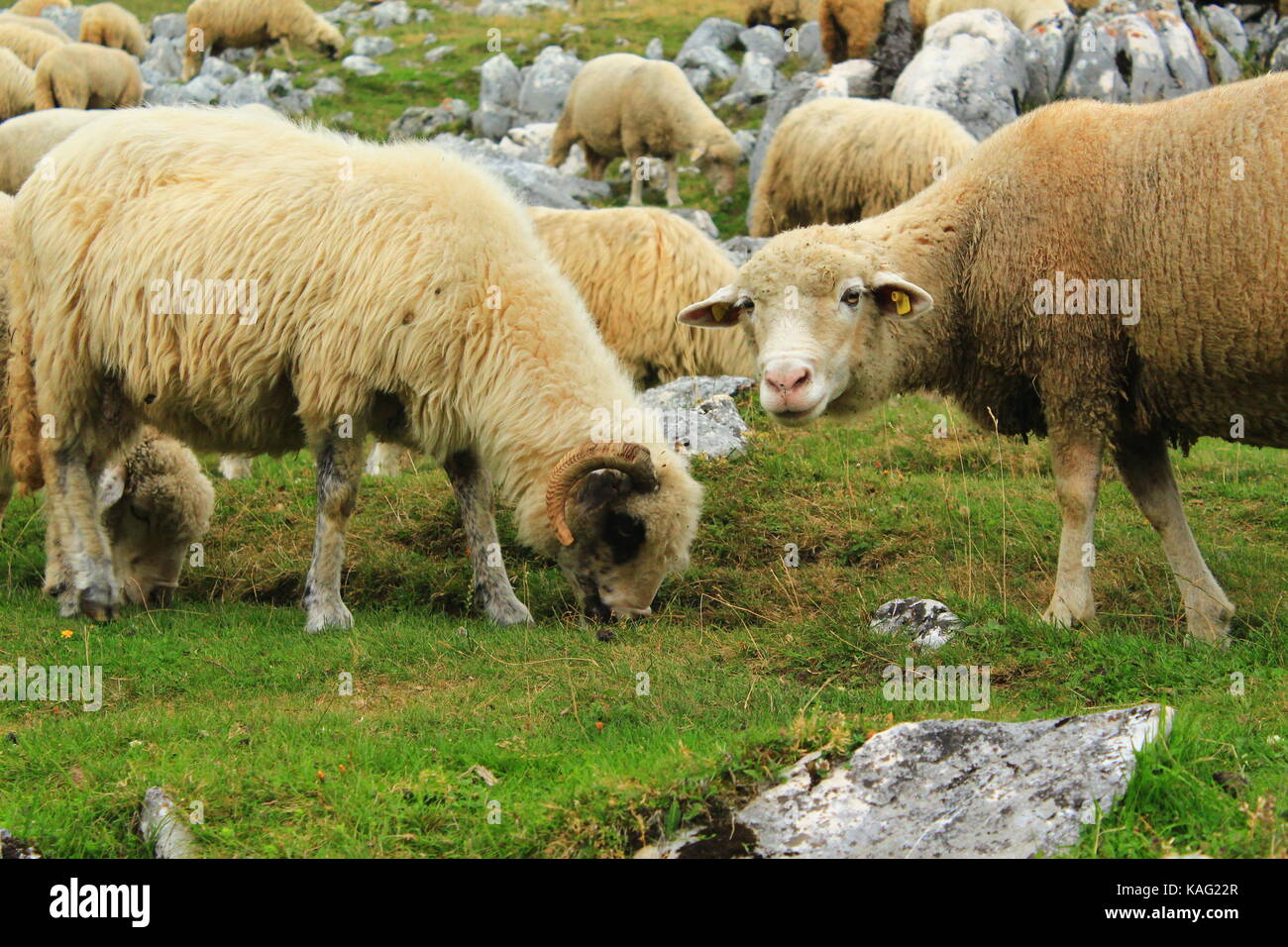 Moutons sur un champ vert regardant la caméra Banque D'Images