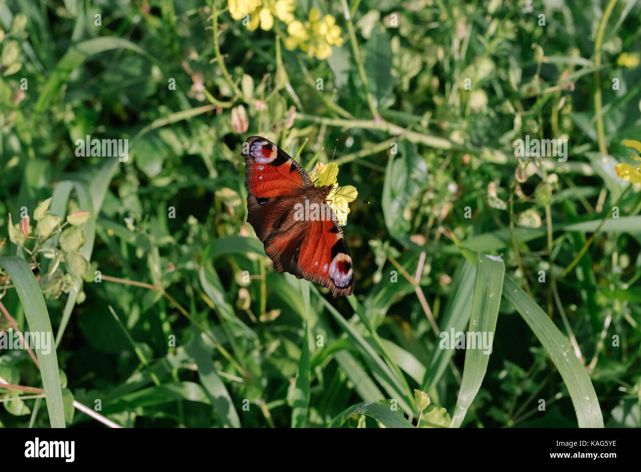 Jour butterfly peacock eye close-up. Banque D'Images