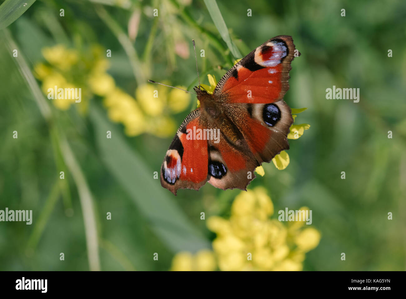 Jour butterfly peacock eye close-up. Banque D'Images