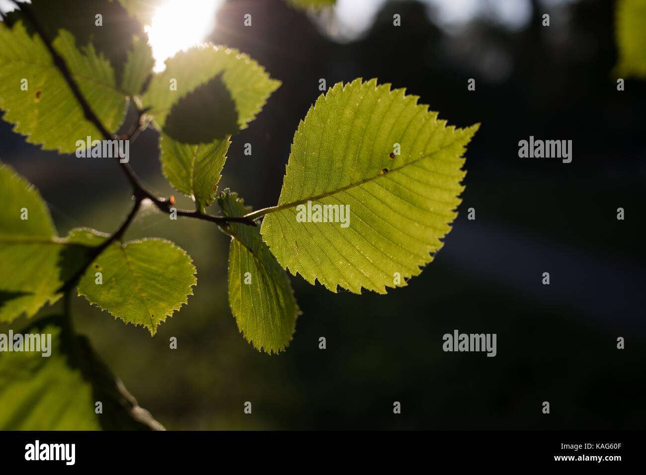 Green leaf close-up contre le soleil dans le parc. Banque D'Images