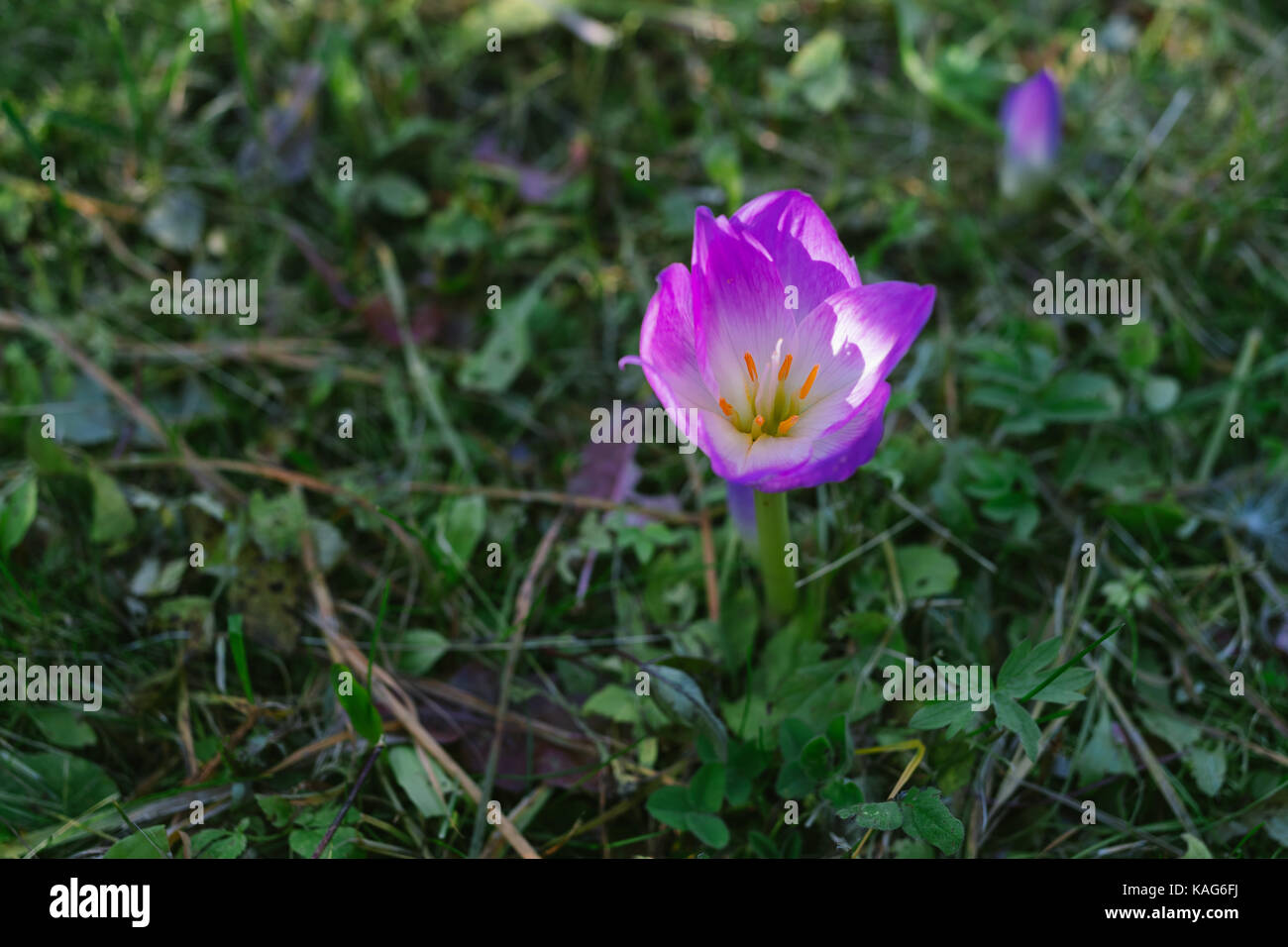 Fleur pourpre gros plan sur la nature. Banque D'Images