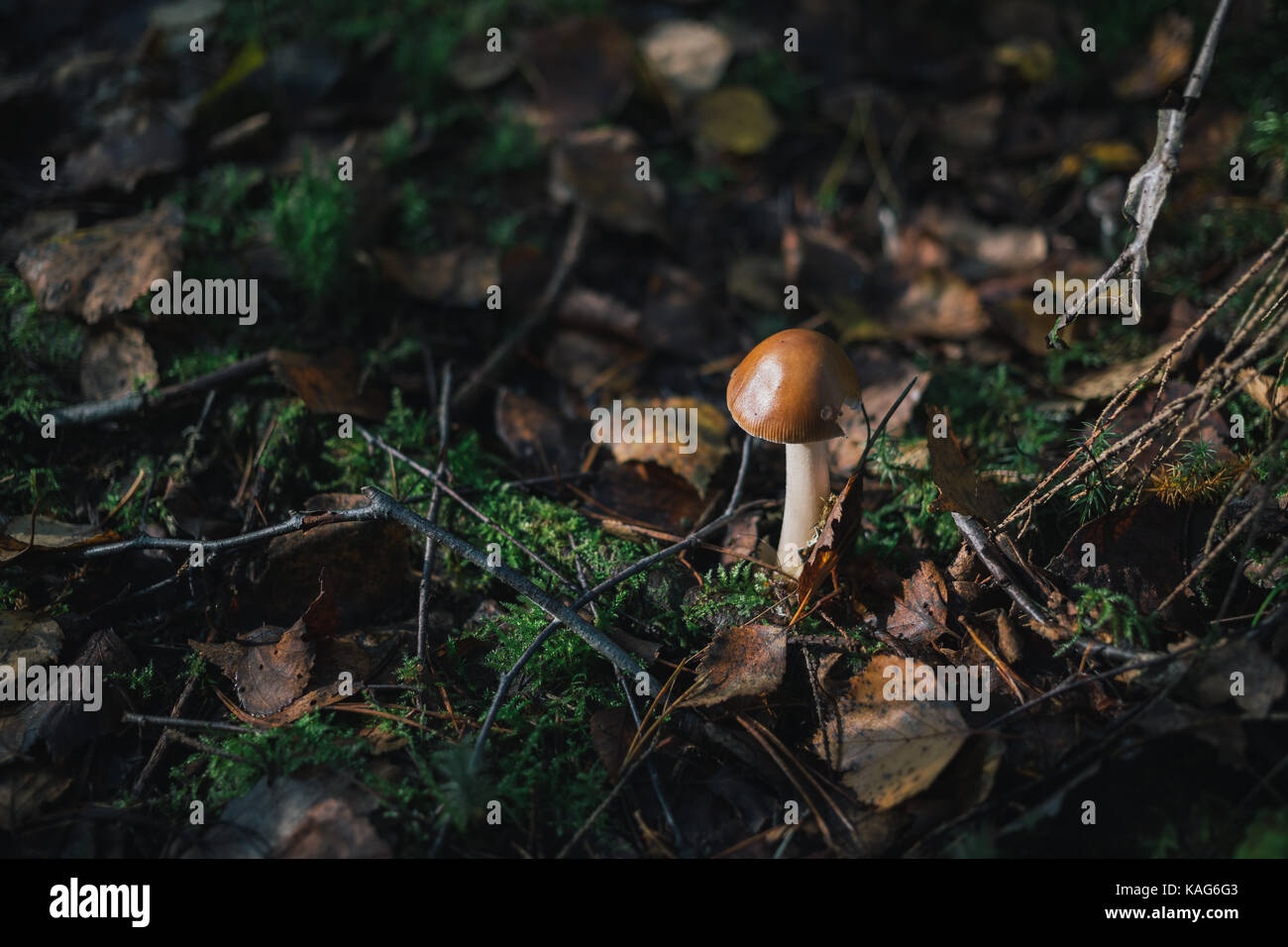 Champignons des bois Gros plan sur la nature. Banque D'Images