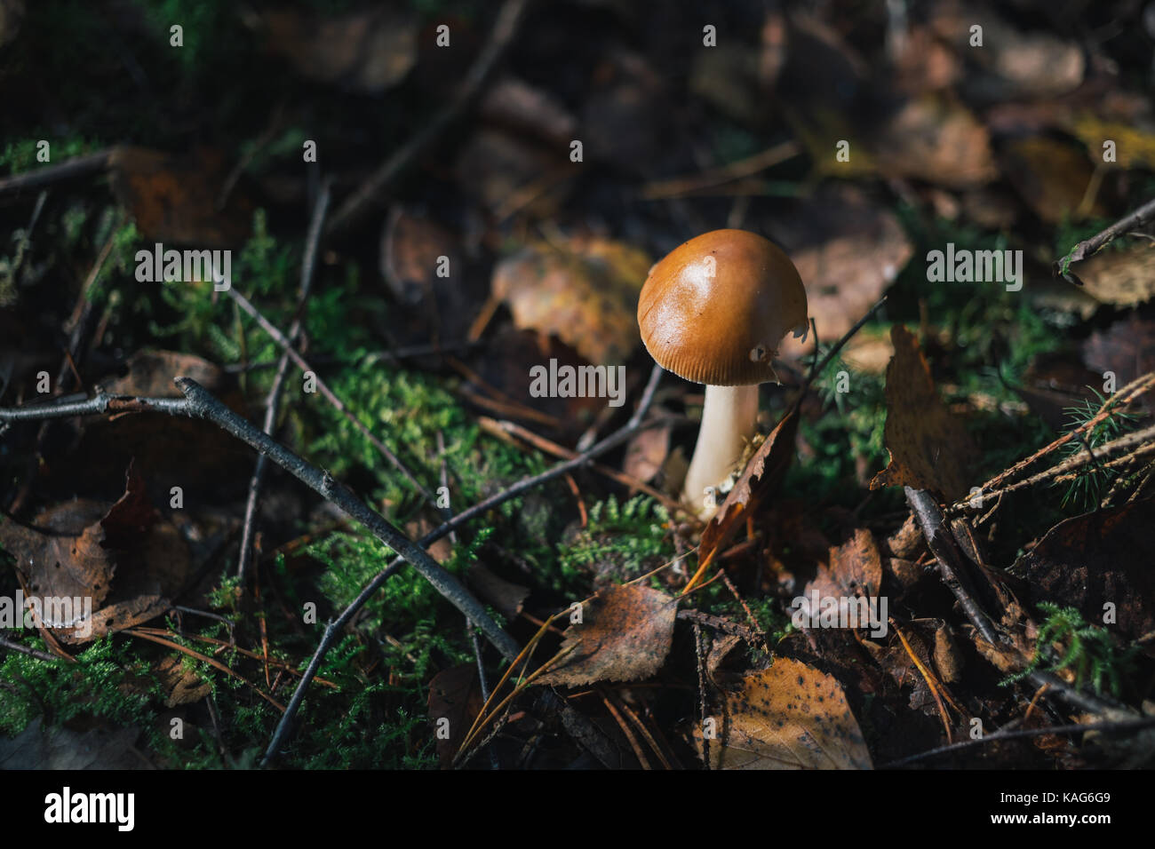 Les champignons des forêts sur la nature. Banque D'Images
