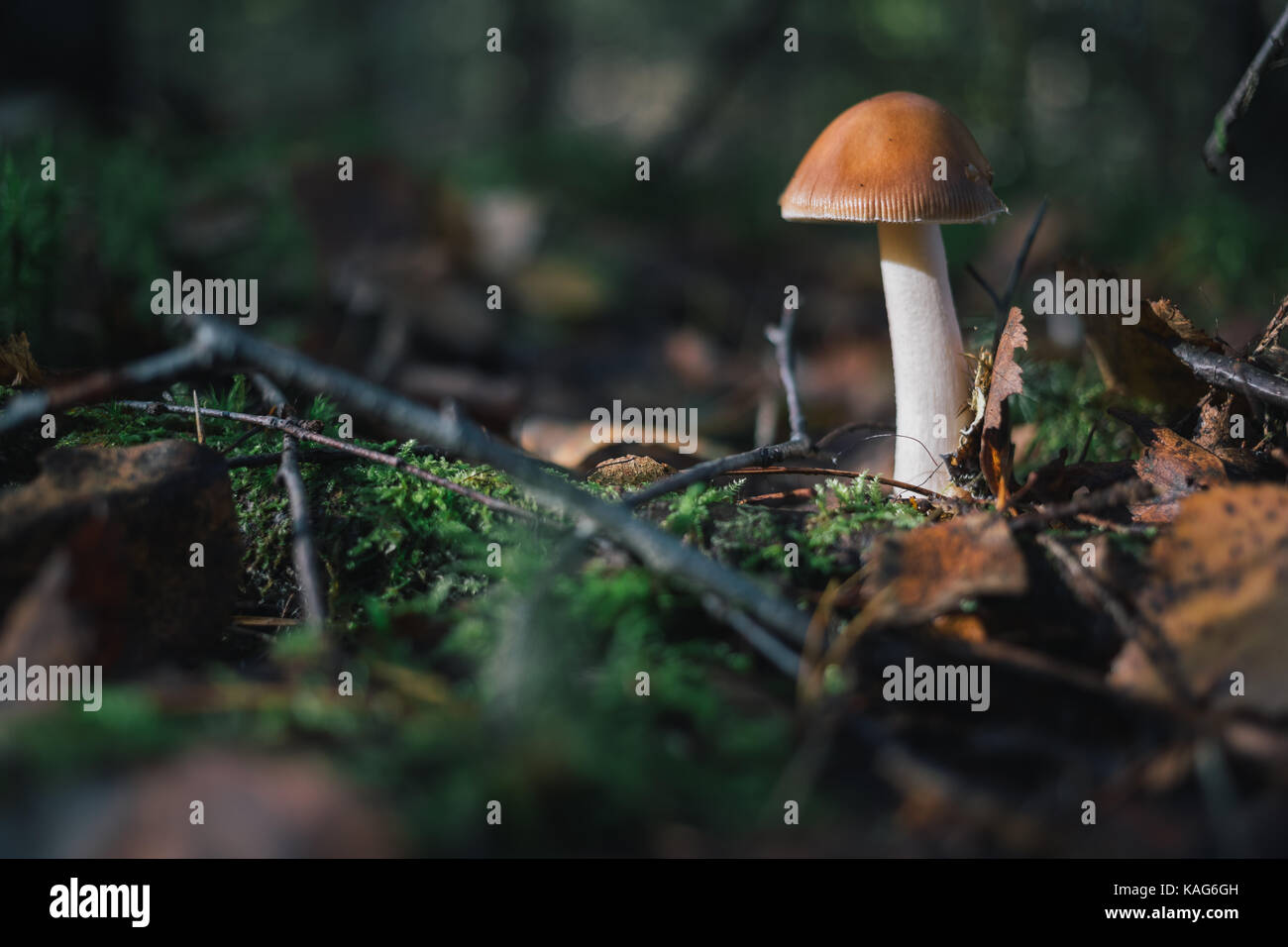 Les champignons des forêts sur la nature. Banque D'Images