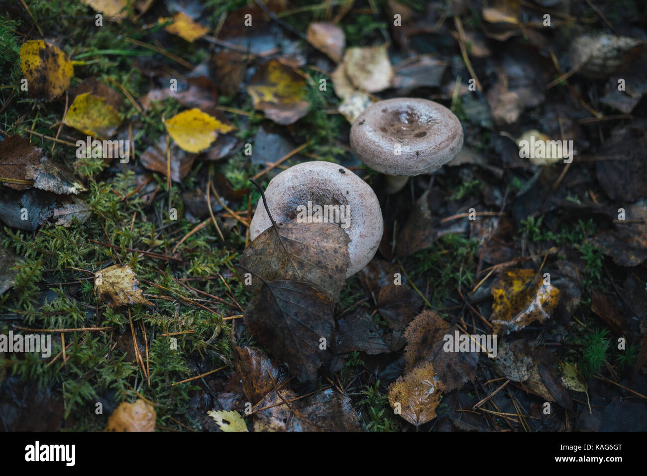 Les champignons des forêts sur la nature. Banque D'Images