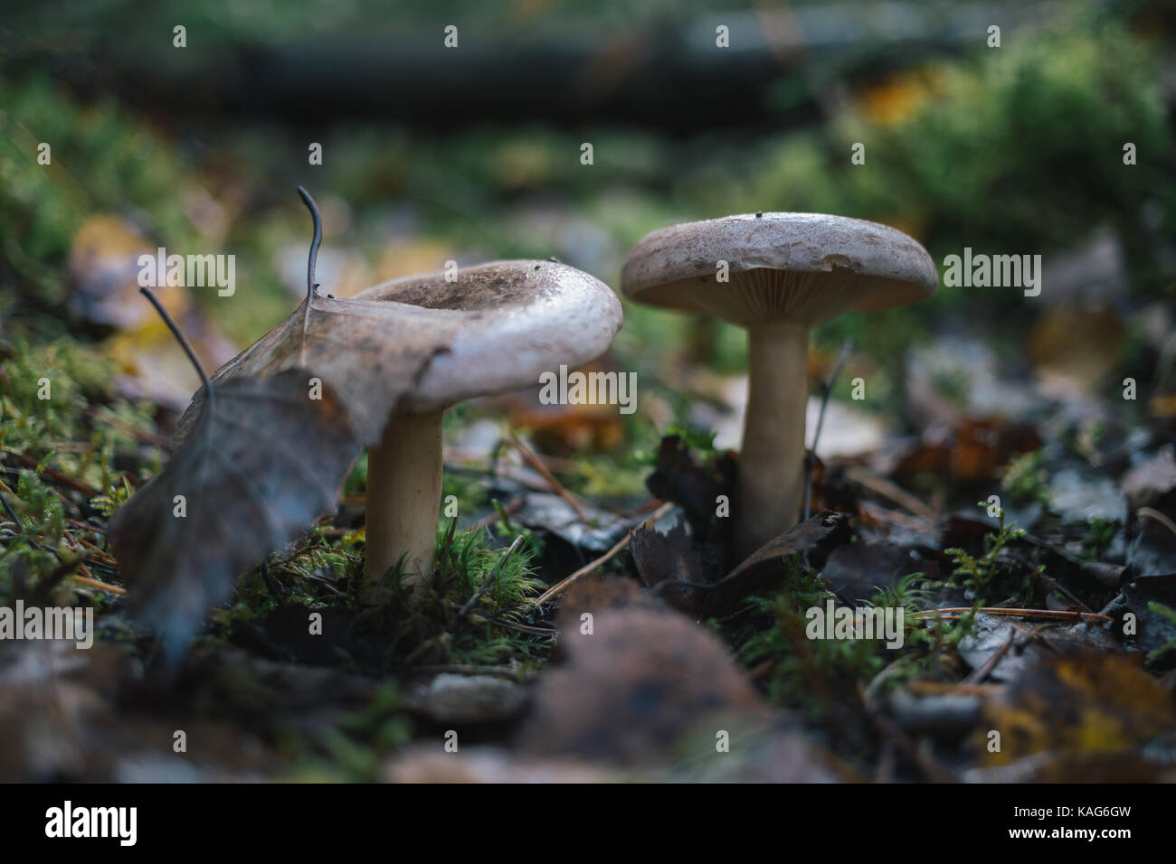 Les champignons des forêts sur la nature. Banque D'Images