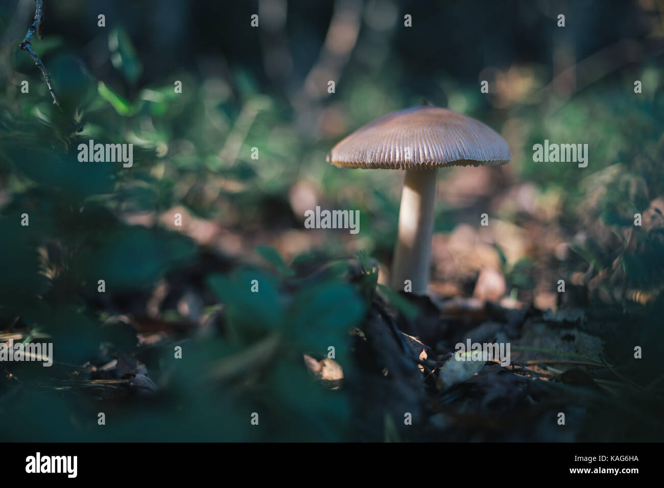 Les champignons des forêts sur la nature. Banque D'Images