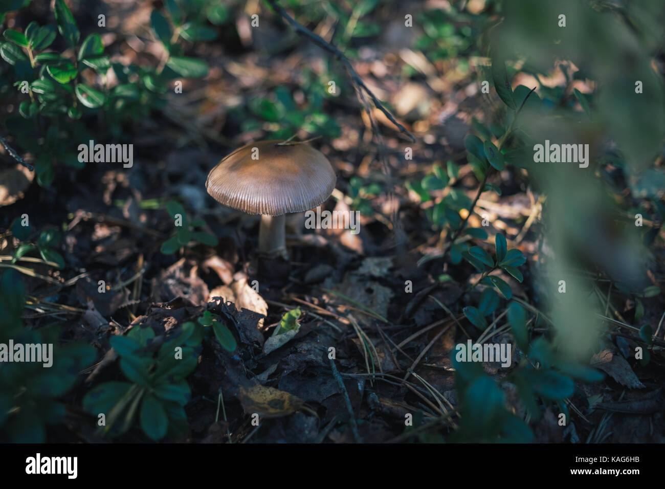 Les champignons des forêts sur la nature. Banque D'Images