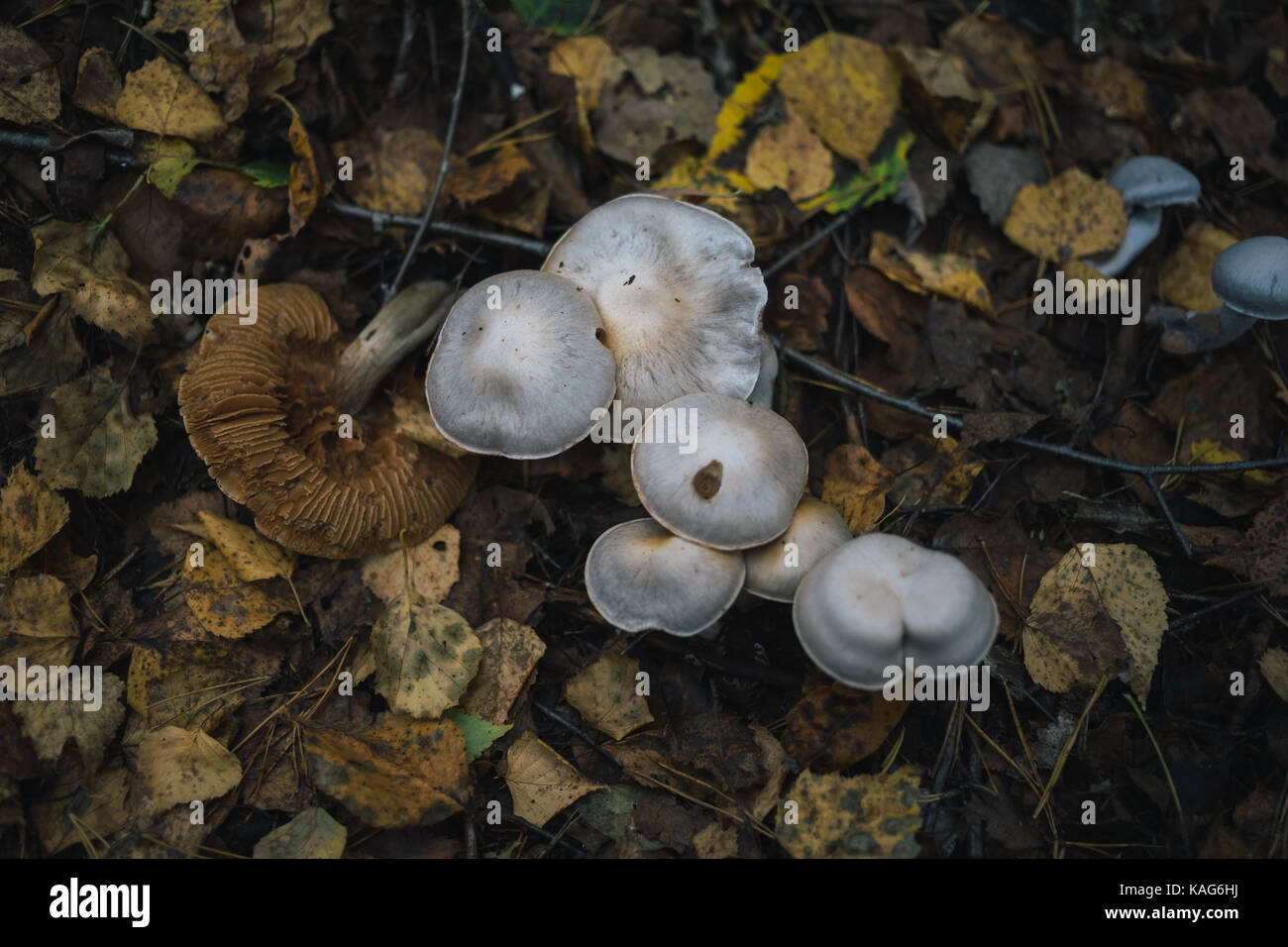 Les champignons des forêts sur la nature. Banque D'Images