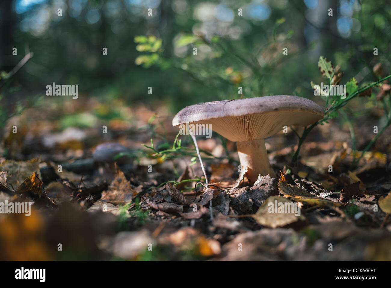 Les champignons des forêts sur la nature. Banque D'Images