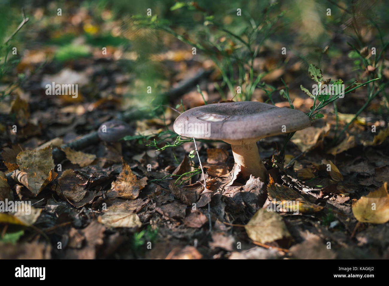 Les champignons des forêts sur la nature. Banque D'Images