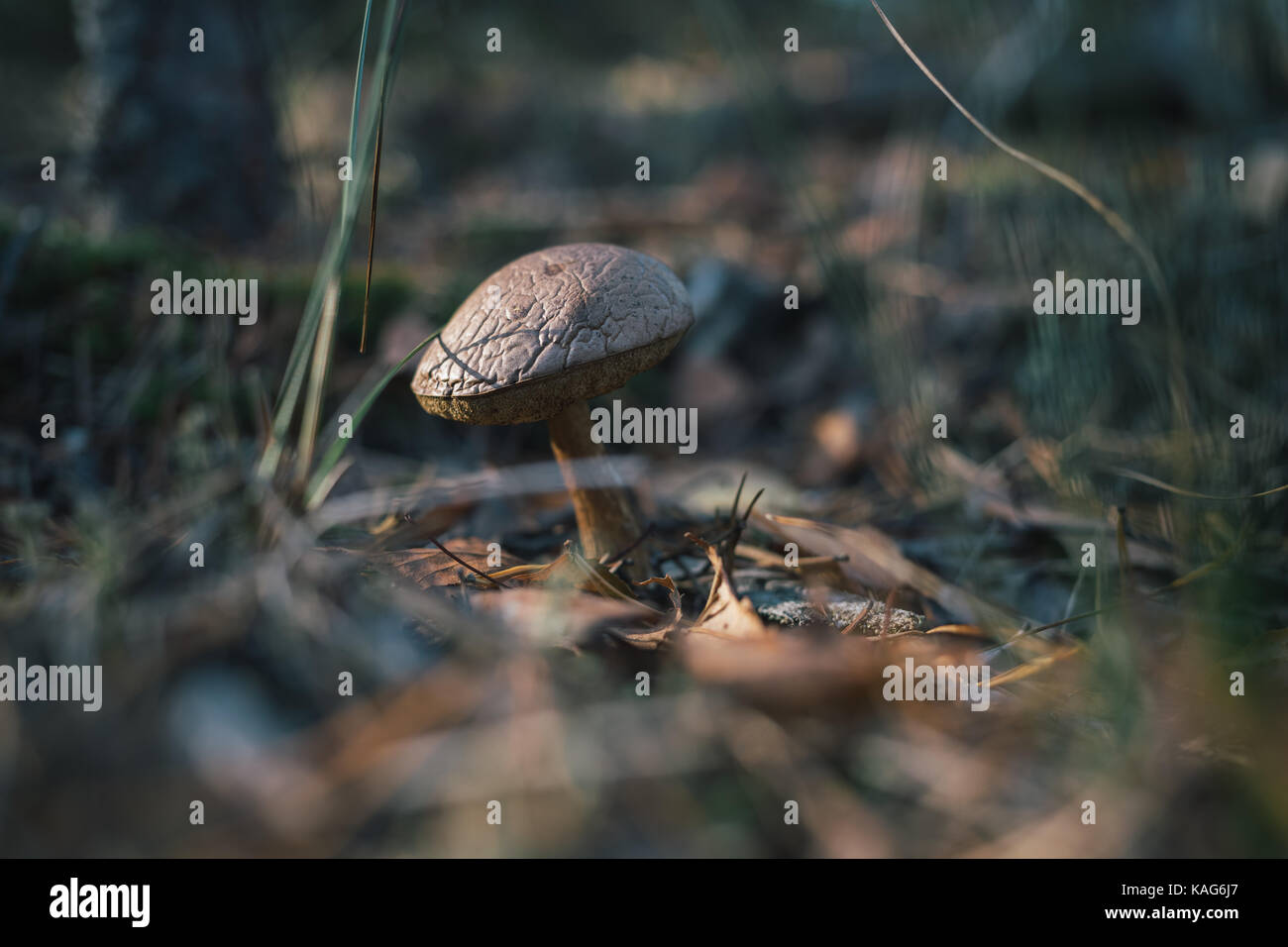 Les champignons des forêts sur la nature. Banque D'Images