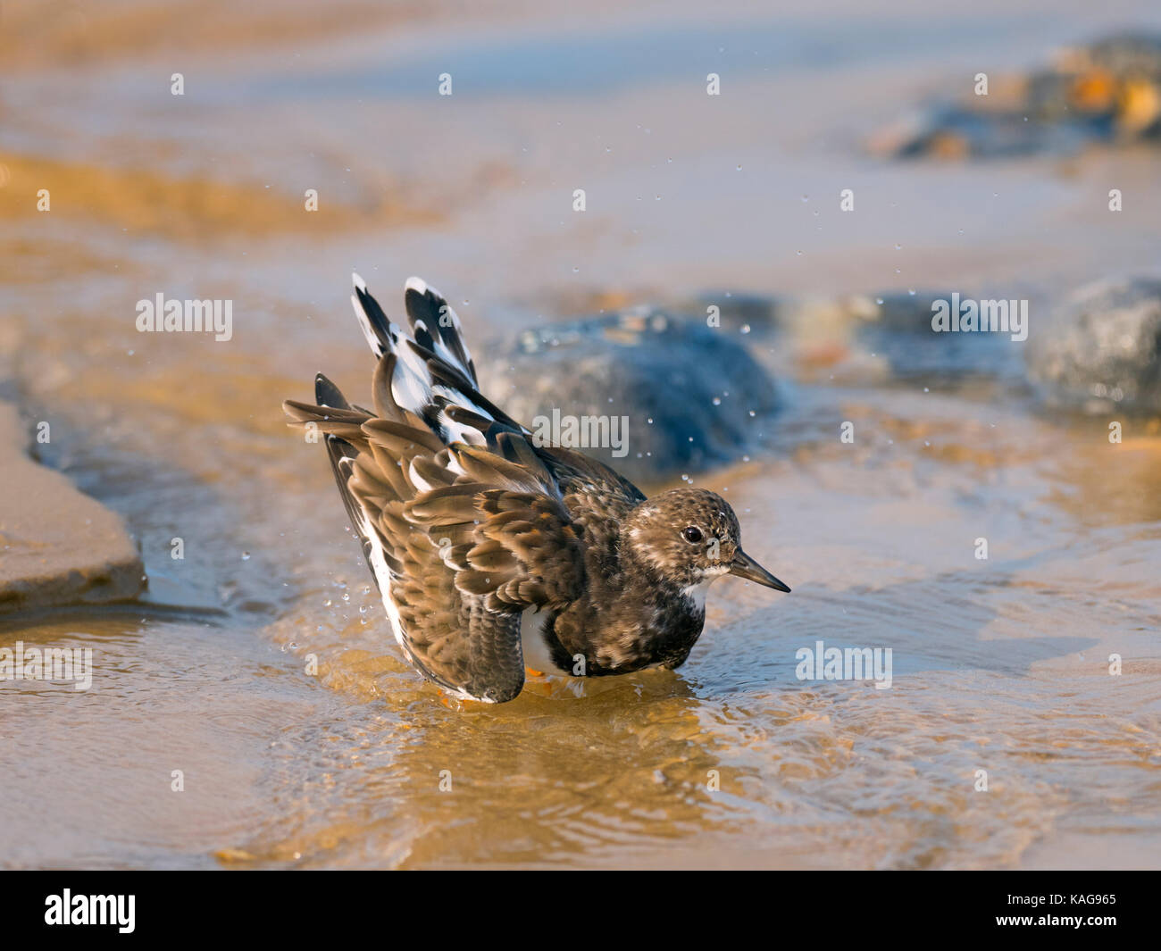 Turnstone Arenaria interpres baignade à marée basse Sherringham Norfolk Banque D'Images