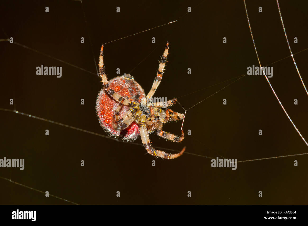 Grande, grosse araignée des jardins européens, couvert de gouttes de rosée, tissant une toile dans tôt le matin Banque D'Images