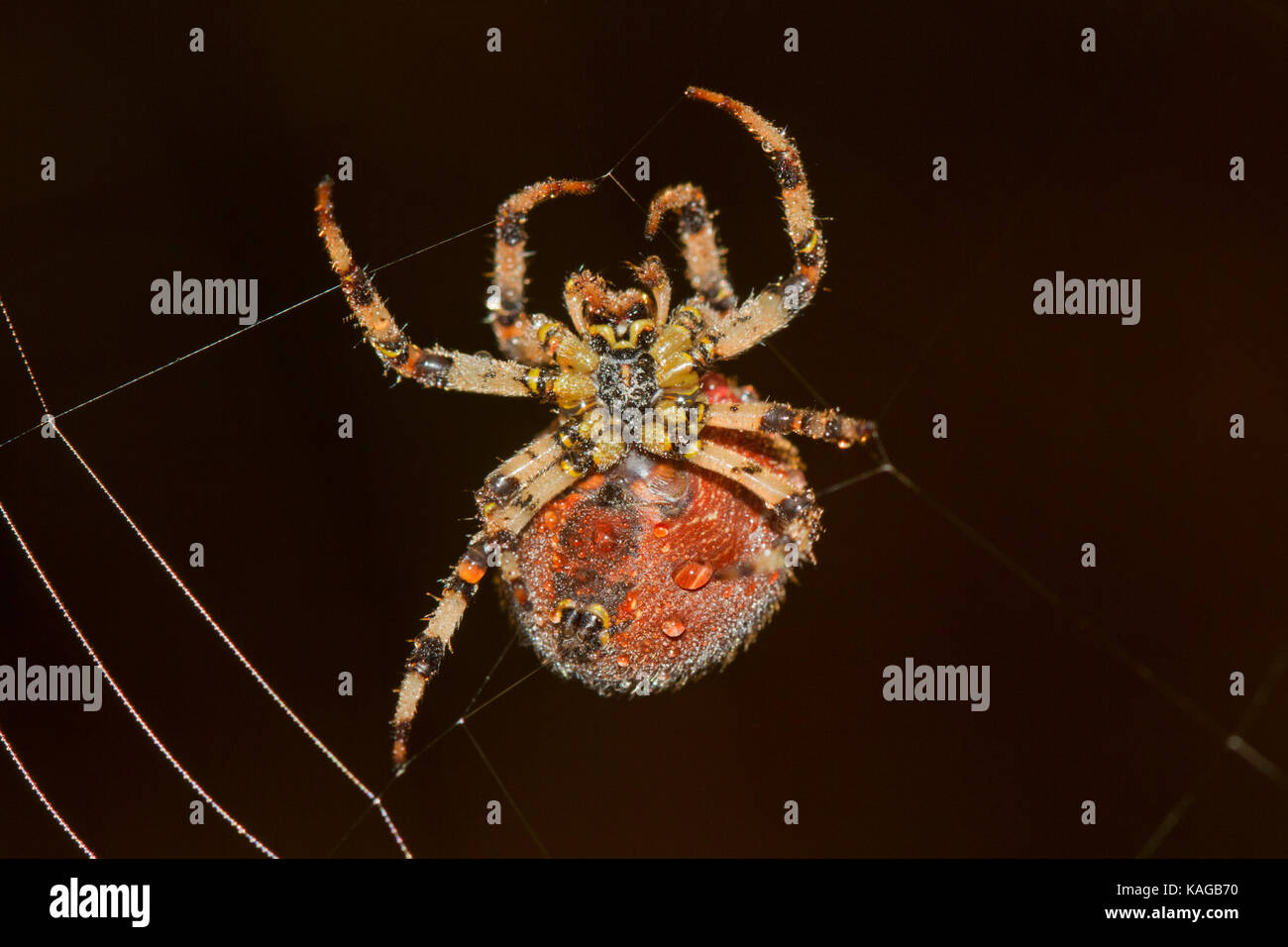 Grande, grosse araignée des jardins européens, couvert de gouttes de rosée, tissant une toile dans tôt le matin Banque D'Images