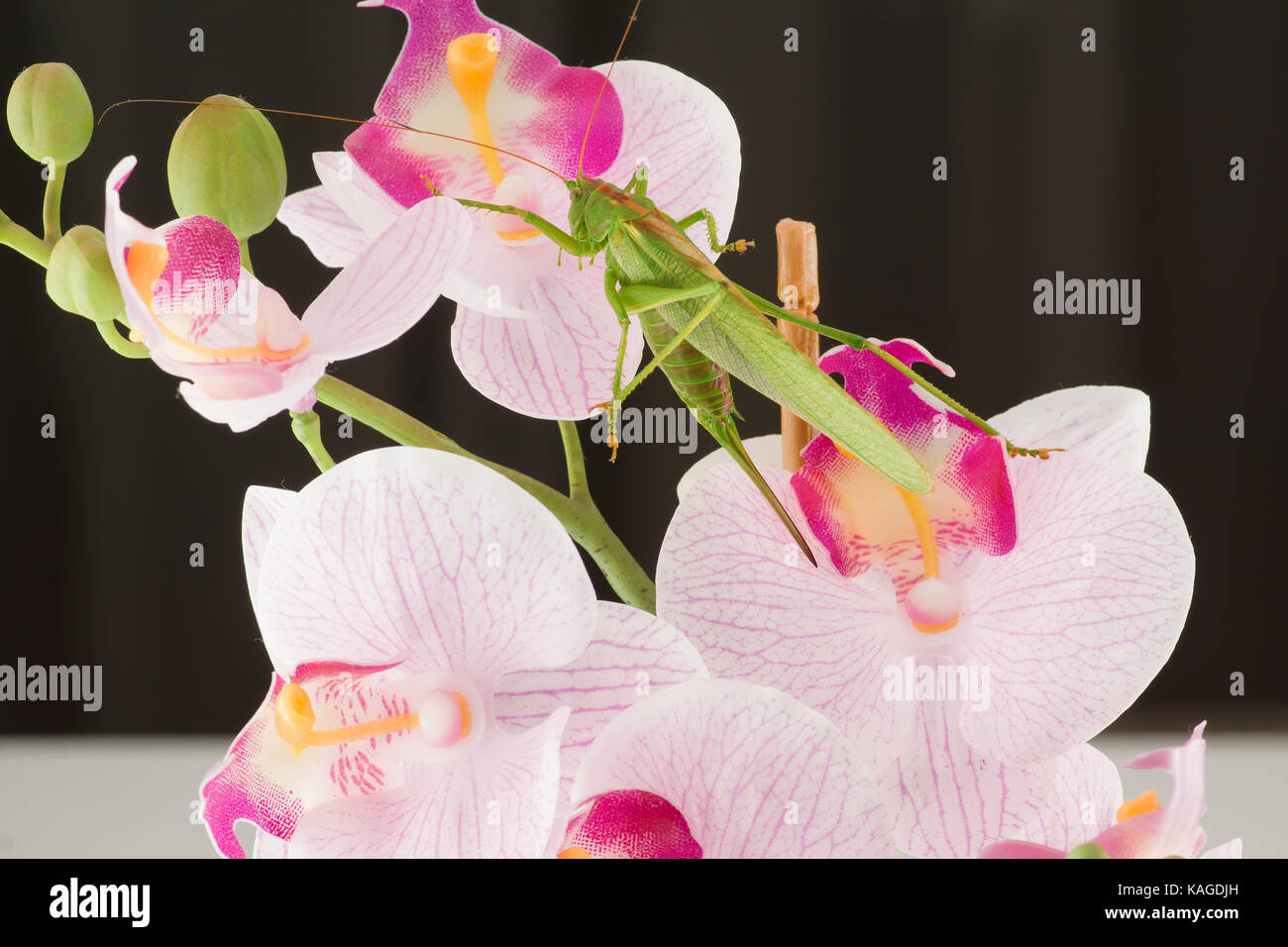 Grande sauterelle verte se cache dans le jardin de fleurs Banque D'Images