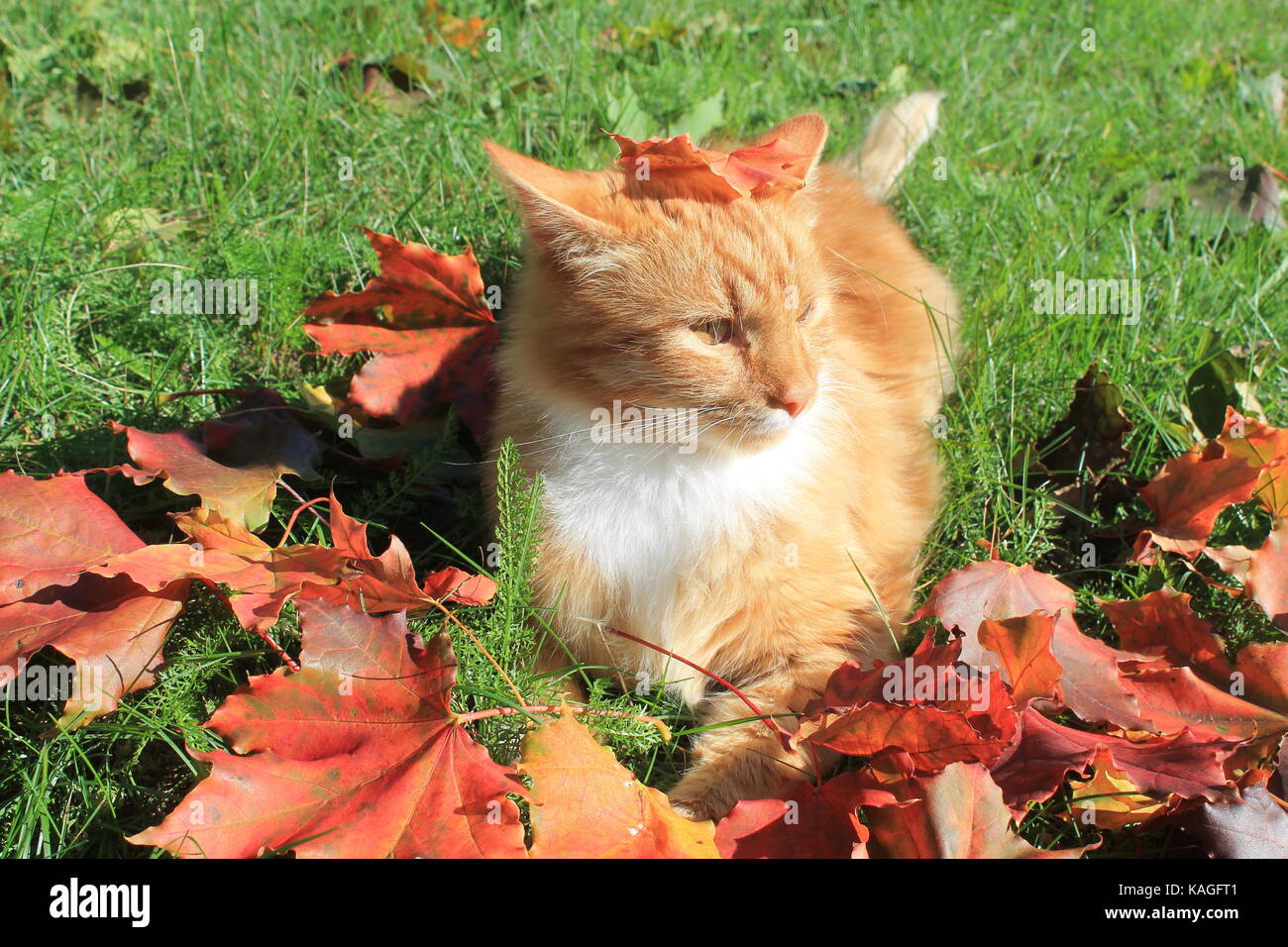 Belle couleur orange vif fluffy cat jouer sur l'herbe verte dans le feuillage d'érable rouge dans la chaude journée ensoleillée Banque D'Images