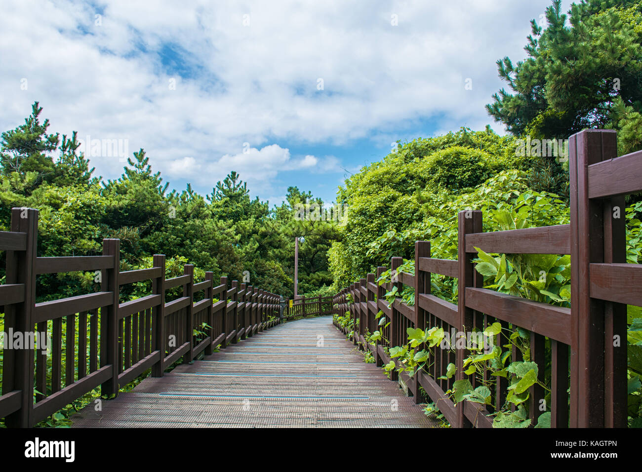 Escalier en pierre dans une foret.nature concept. Banque D'Images