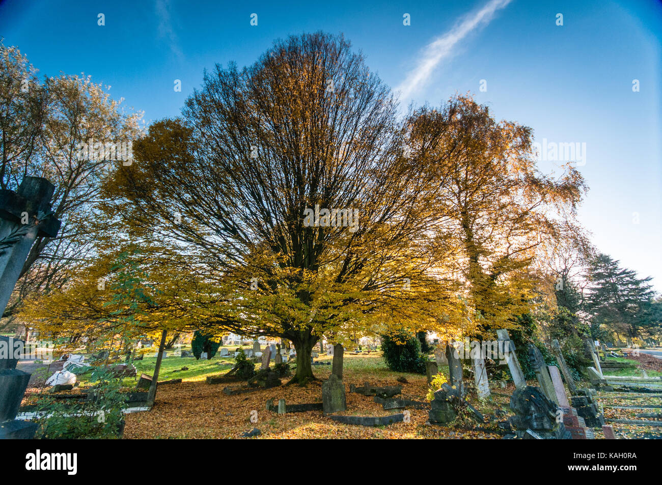 Les arbres d'automne à camberwell old cemetery Banque D'Images