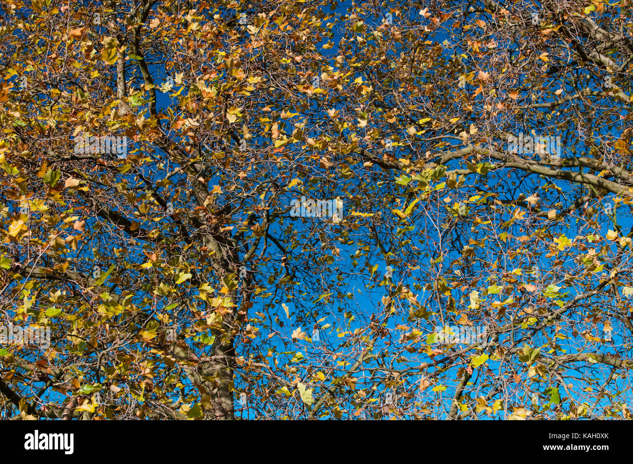 Les arbres d'automne dans la région de peckham rye park south london Banque D'Images