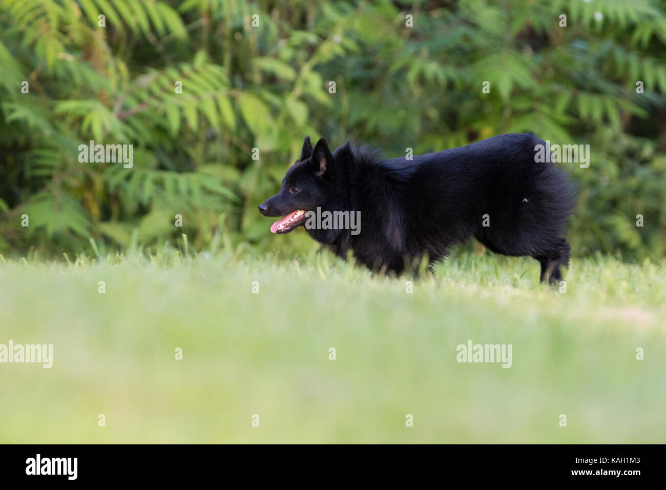 Chien schipperke en action Banque D'Images