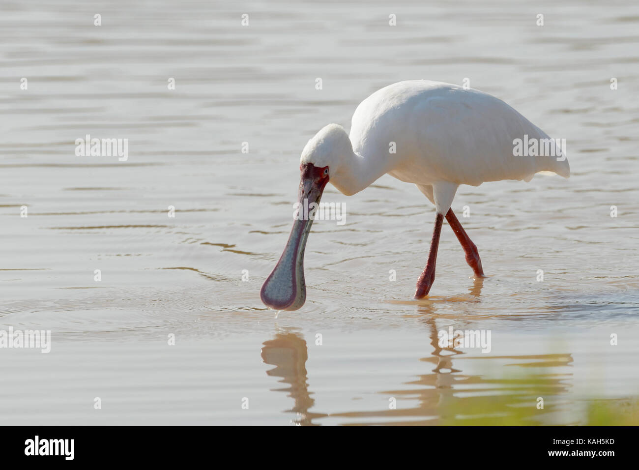 Spatule d'Afrique (platalea alba) dans l'eau d'alimentation avec réflexion, Kruger National Park, Afrique du Sud. Banque D'Images
