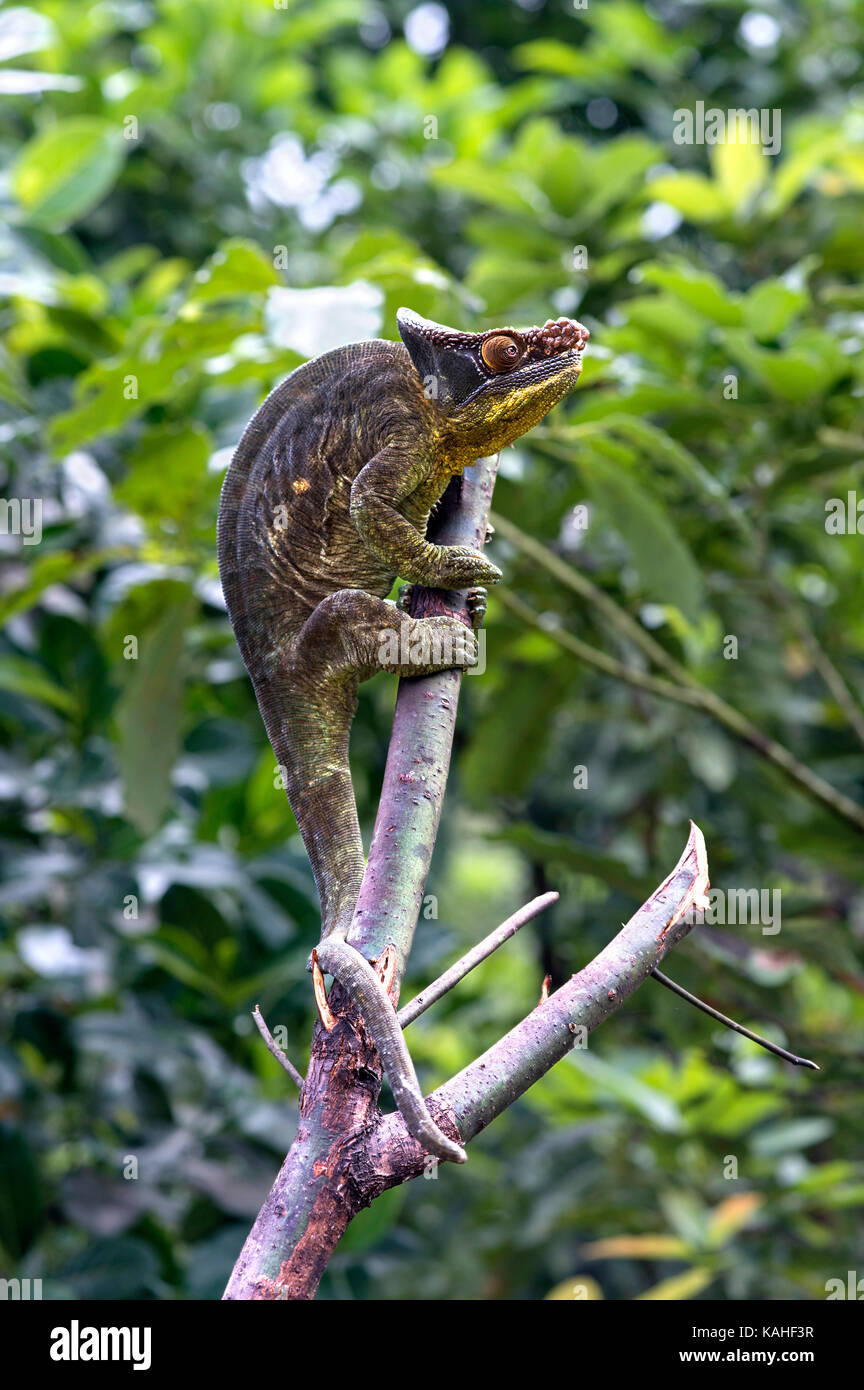 Parson's chameleon (Calumma parsoni), homme sur la branche, Parc National Andasibe, Madagascar Banque D'Images