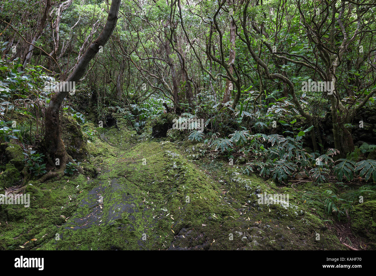 Sentier à travers vegetaion typique, près de Praia do Norte, île de Faial, Açores, Portugal Banque D'Images