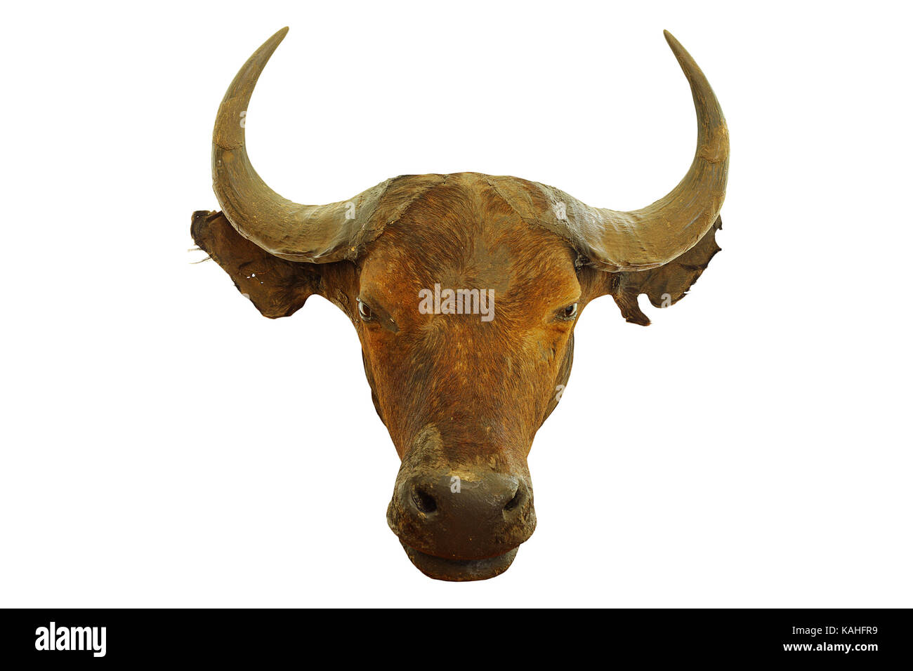 Trophée de chasse de buffle africain ( Syncerus caffer ) isolé sur fond blanc Banque D'Images
