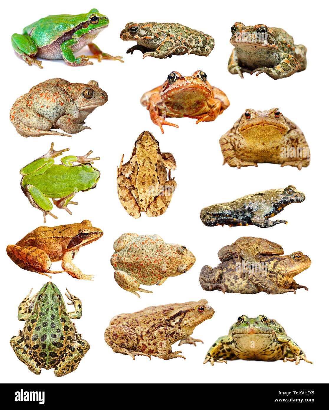 Grande collection de grenouilles et crapauds isolés prêt pour votre conception Banque D'Images