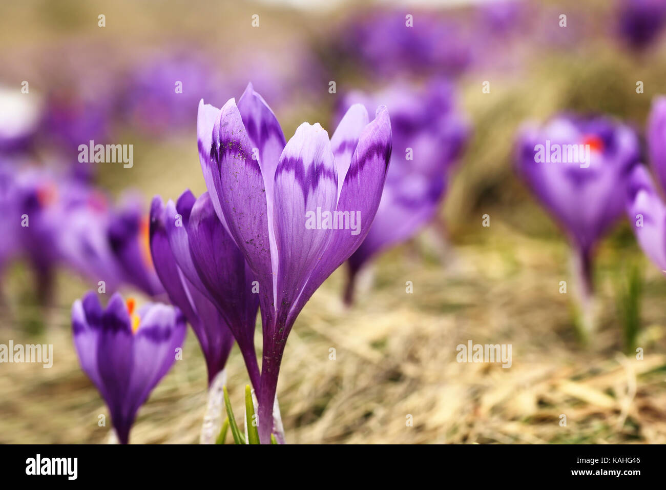 Safran sauvage poussant sur prairie de montagne ( Crocus sativus ) Banque D'Images