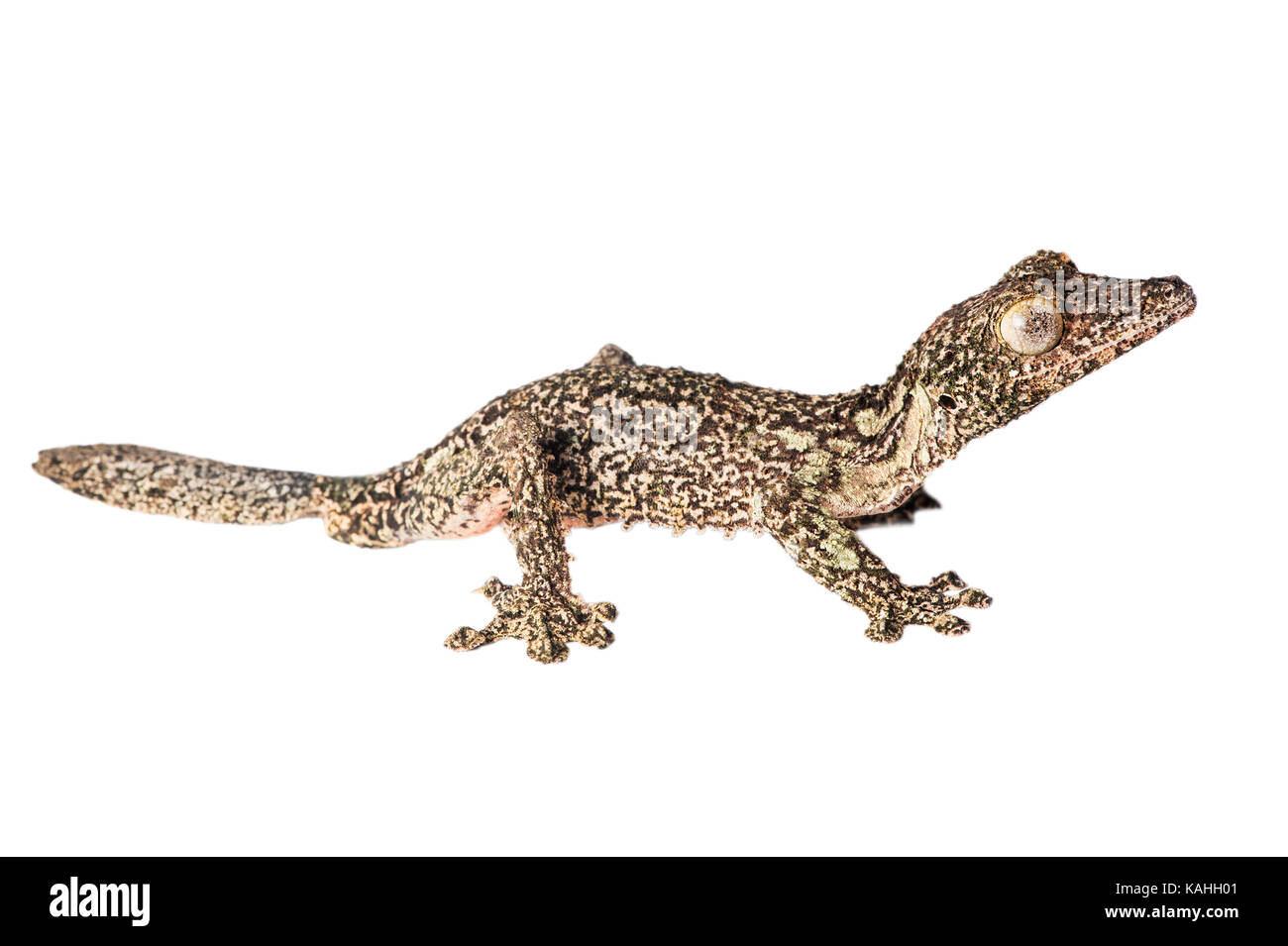 Gecko à queue de feuille moussus (Uroplatus sikorae) in front of white background, madagascar Banque D'Images