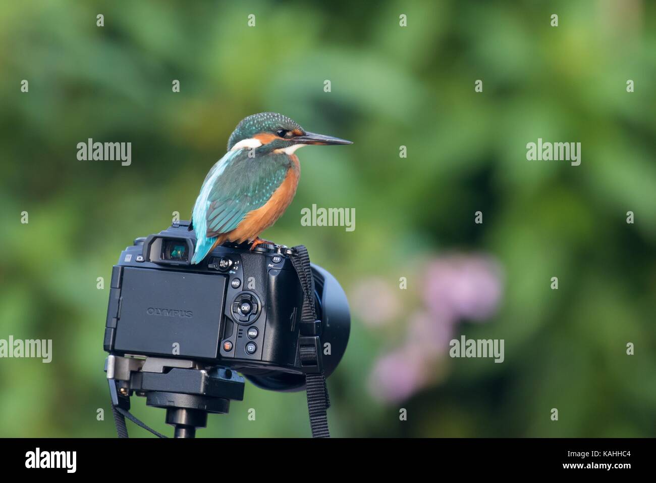 Kingfisher (Alcedo atthis commune) se trouve sur l'appareil photo, Hesse, Allemagne Banque D'Images