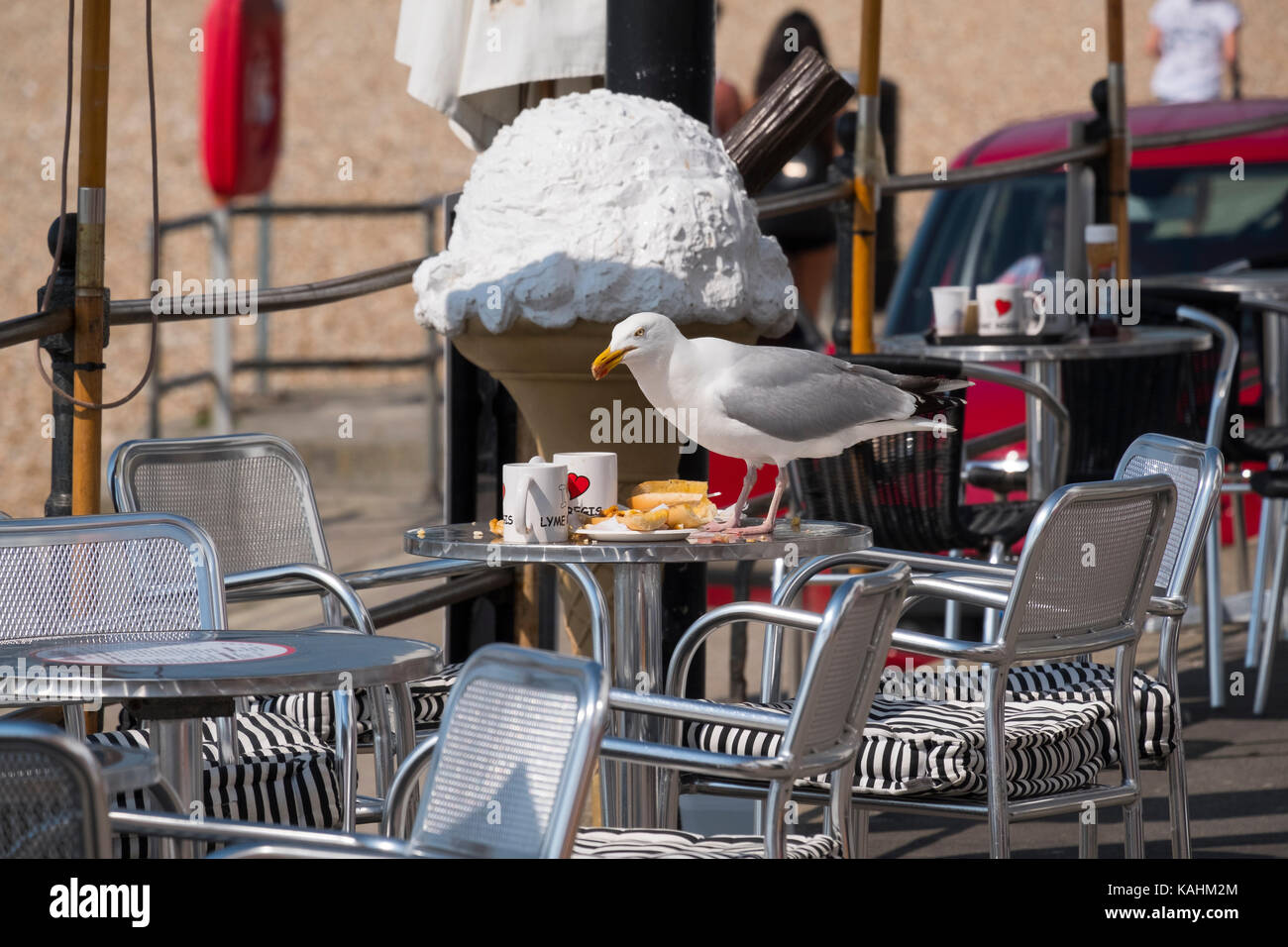 Goéland argenté à déjeuner dans un café à Lyme Regis, dans le Dorset, UK. Banque D'Images