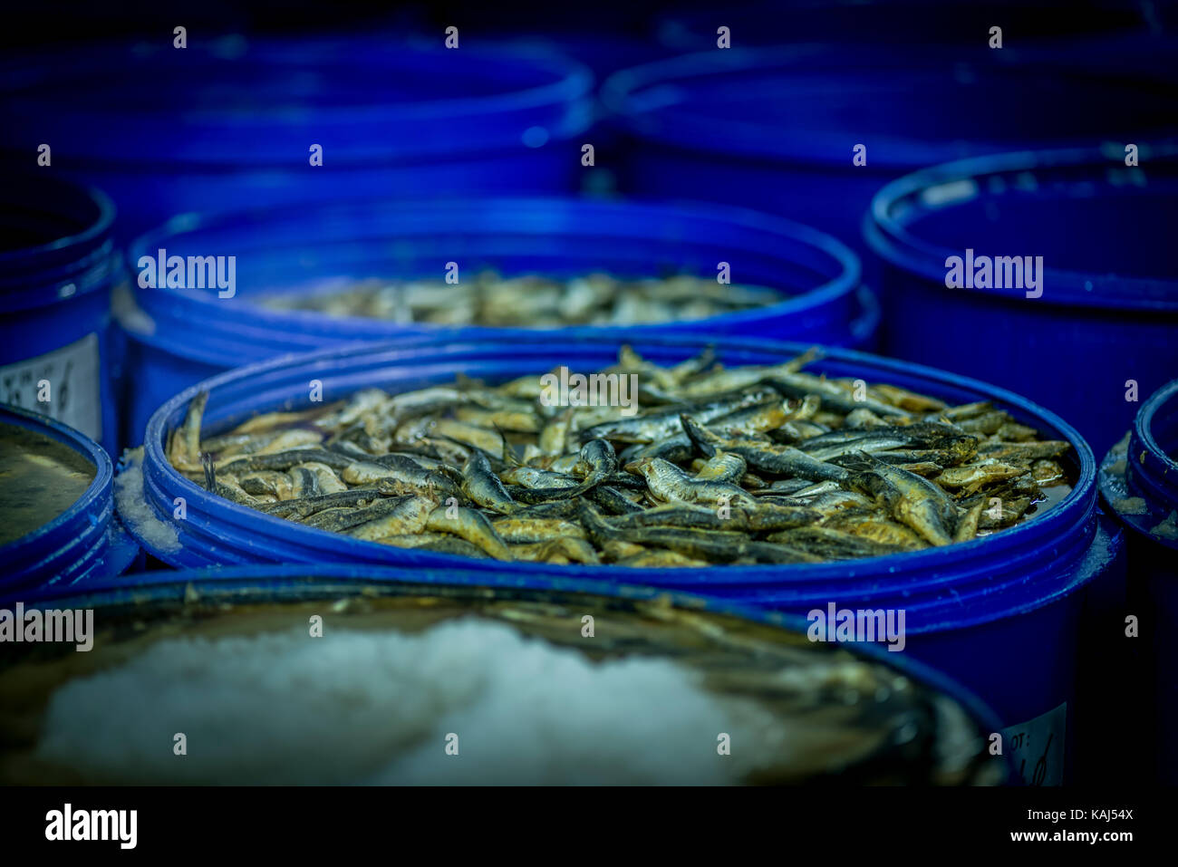 L'anchois dans une saumure salée à l'usine d'Anchois Anchois roque à collioure france Banque D'Images