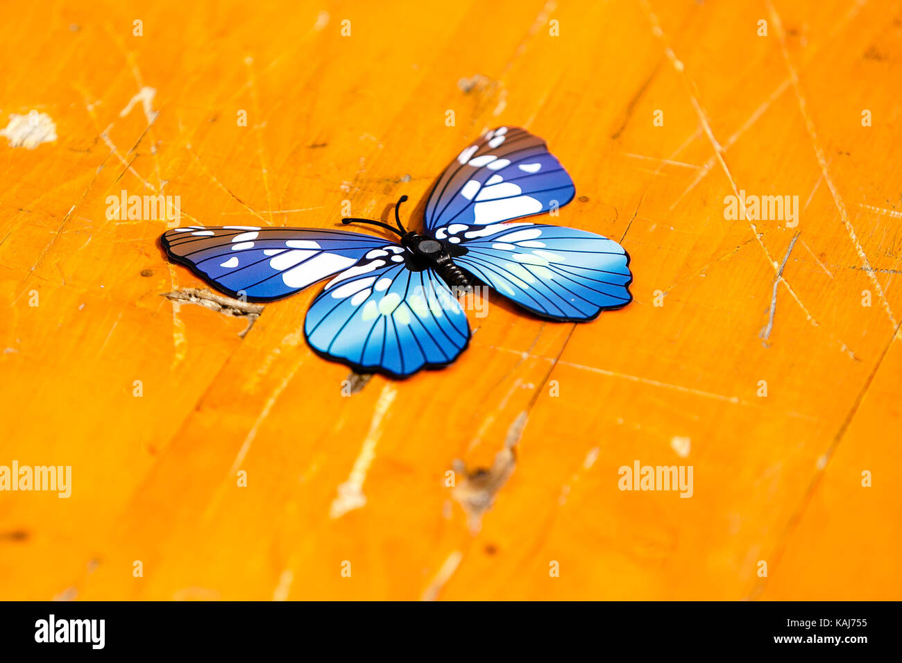 Papillon bleu à la main sur l'orange Banque D'Images