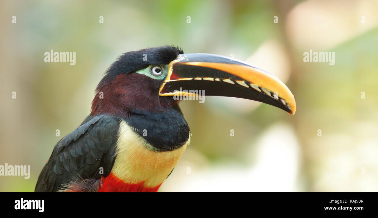 Toucan vu de profil en Amazonie équatorienne. Noms communs : pichilingo. Nom scientifique : pteroglossus castanotis Banque D'Images