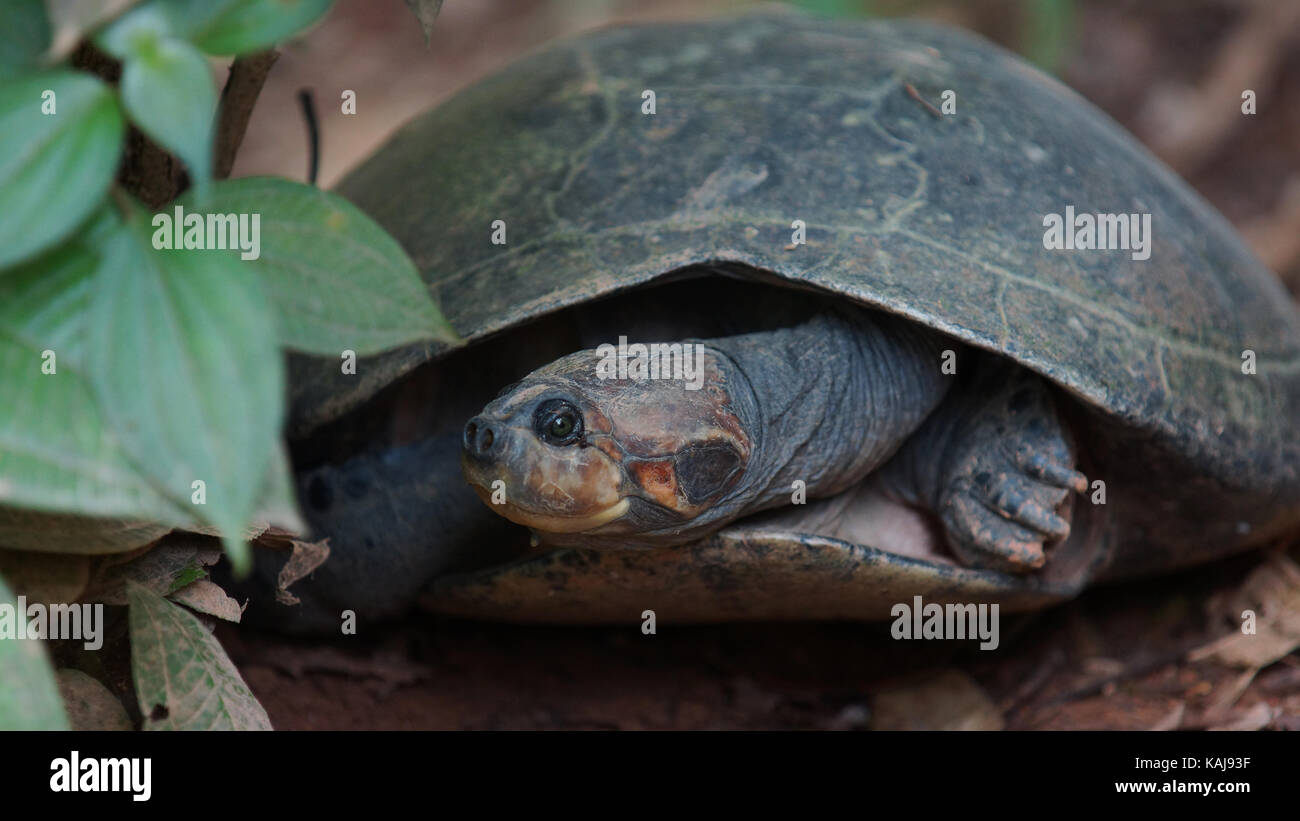 Vue avant de tortue avec les jambes et la tête à l'intérieur de sa coquille en Amazonie équatorienne. Noms communs :. charapa podocnemis unifilis Nom scientifique : Banque D'Images
