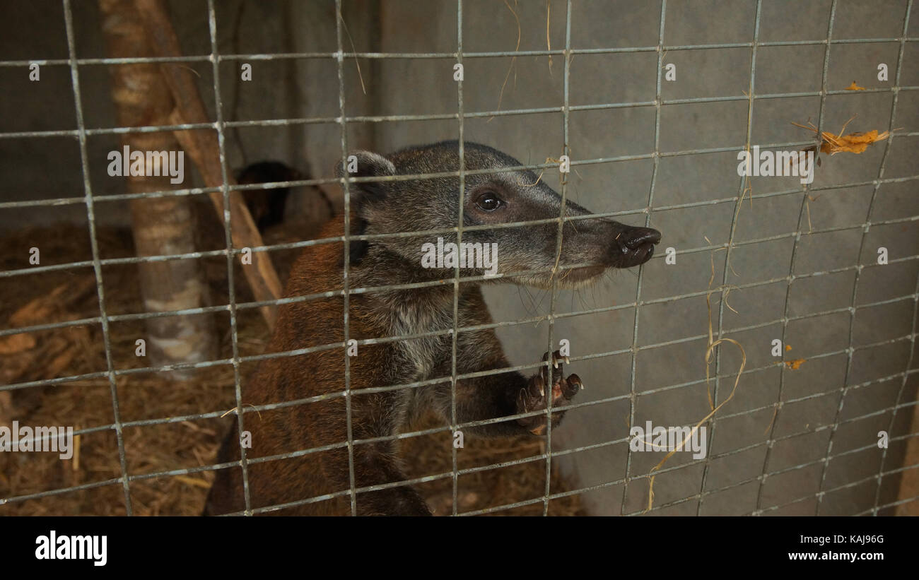 South American coati ou ring-tailed coati dans une cage en Amazonie équatorienne. Noms communs : cuchucho. Nom scientifique : Nasua nasua Banque D'Images