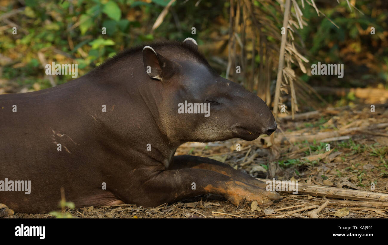 Tapir dormir dans Amazonie équatorienne. Noms communs : le tapir, danta. Nom scientifique : Tapirus terrestris Banque D'Images